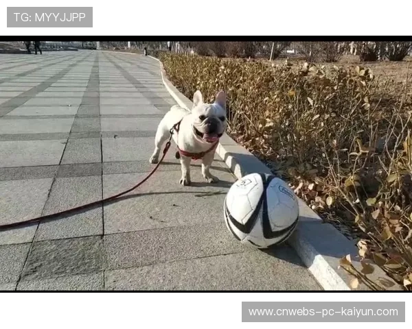 姆巴佩深夜发狗狗照片治愈粉丝，温暖瞬间感动全网